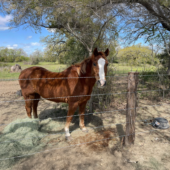 Yogi (Project Horse)