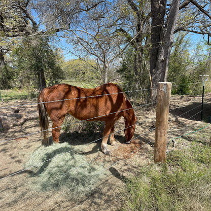 Yogi (Project Horse)