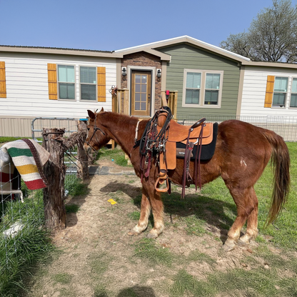 Yogi (Project Horse)